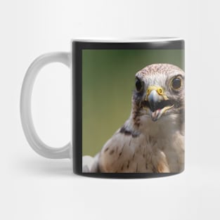 Saker Falcon Mug